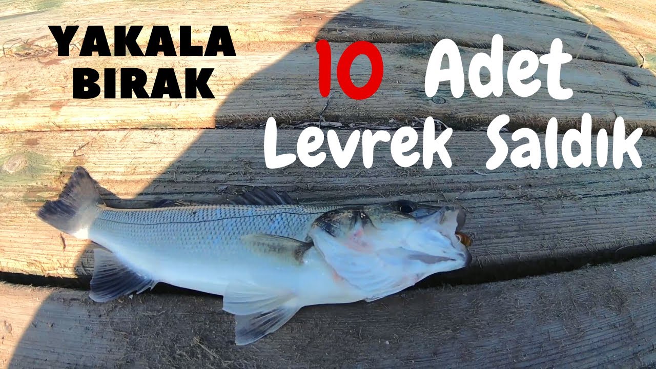 LEVREKLER KIYILADI &hellip; Yakala Bırak Catch & Release Seabass Fishing / At&ccedil;ek Spin Lrf Levrek Avı