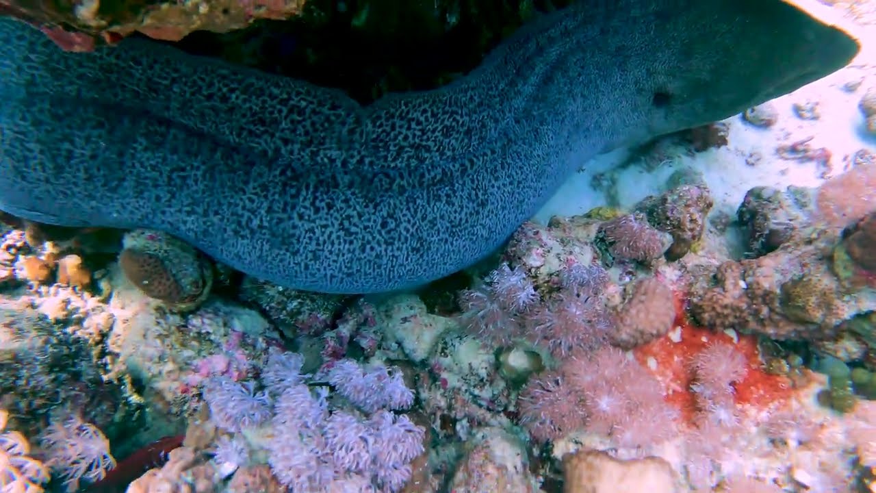 Scuba Diving Hurghada | Abu Ramada Aquarium 30.01.22  (January 2022) (4k UHD)