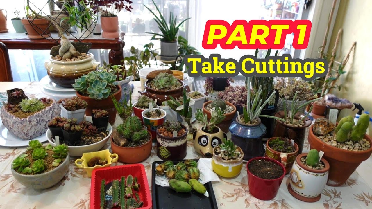 Grow Your Succulents: PART 1 - TAKE CUTTINGS of DIFFERENT Succulents