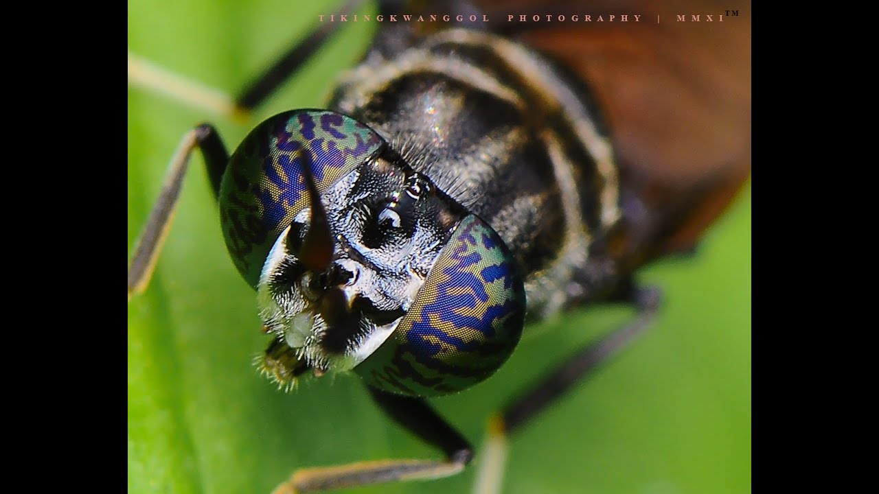 Производство Black Soldier Fly, часть 3, биология