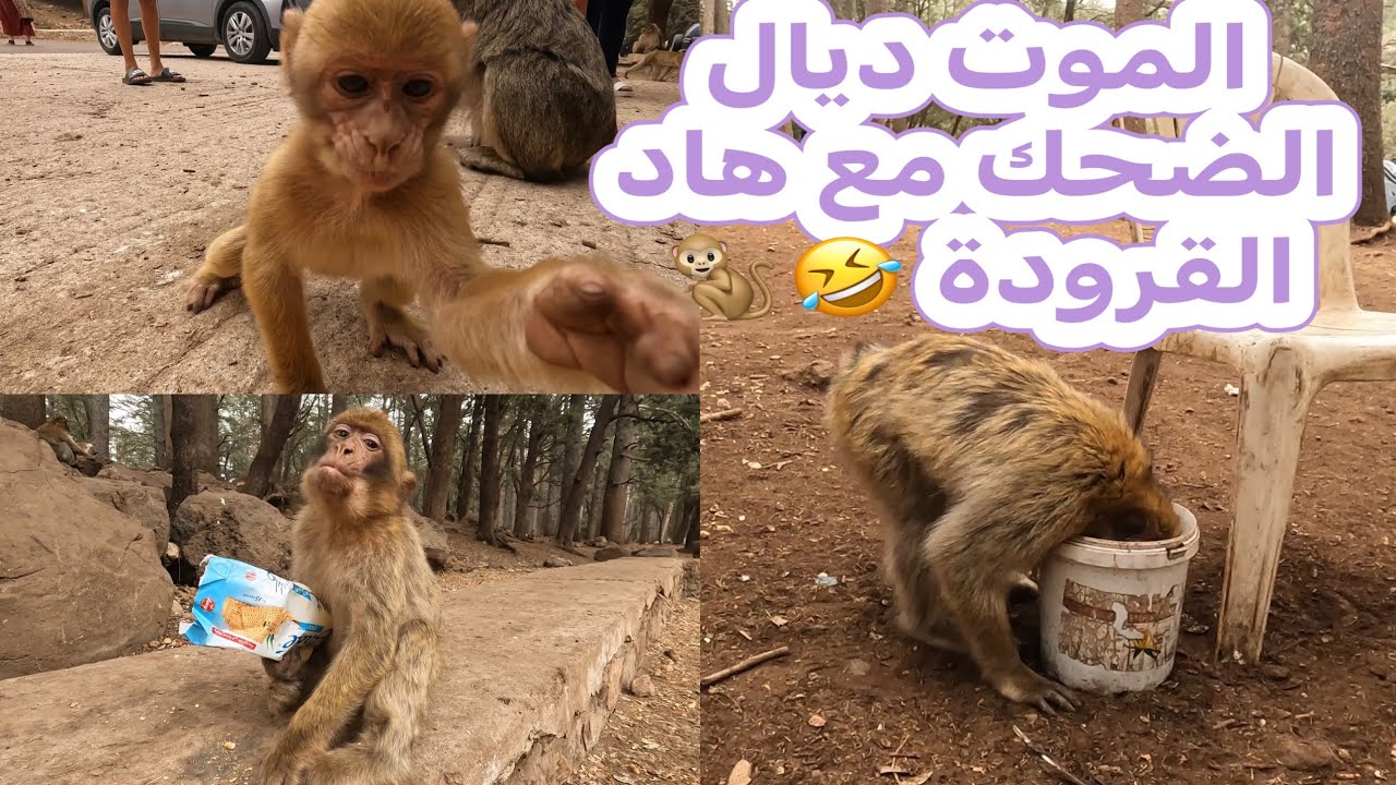 هاد القرودة عالام 🥹🤣