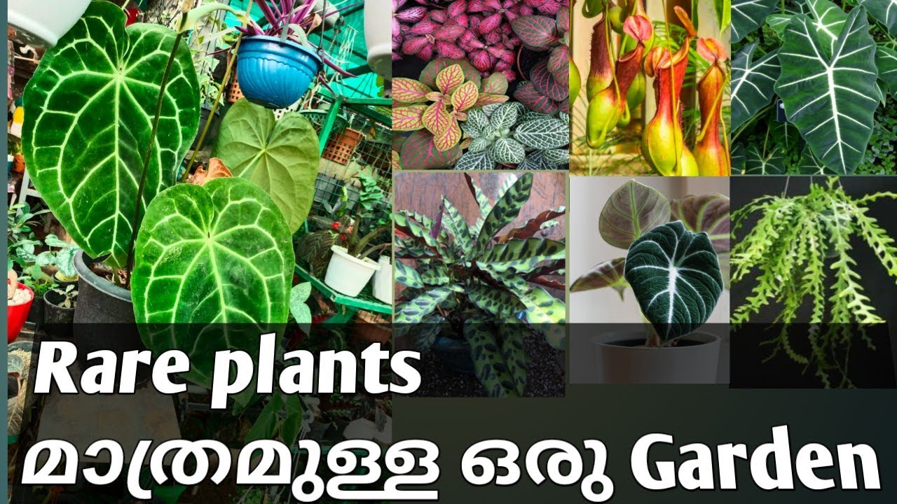 Rare ചെടികൾ മാത്രമുള്ള ഒരു Garden | (part -1) Rare plant collection (malayalam) indoor plants