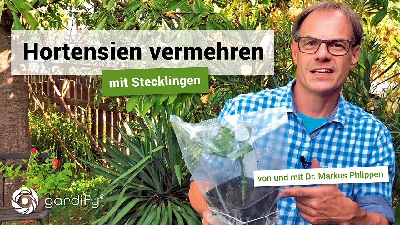 Hortensie durch Stecklinge vermehren | gardify Tipps