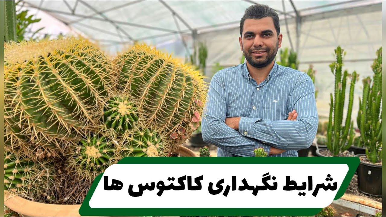 شرایط نگهداری کاکتوس ها