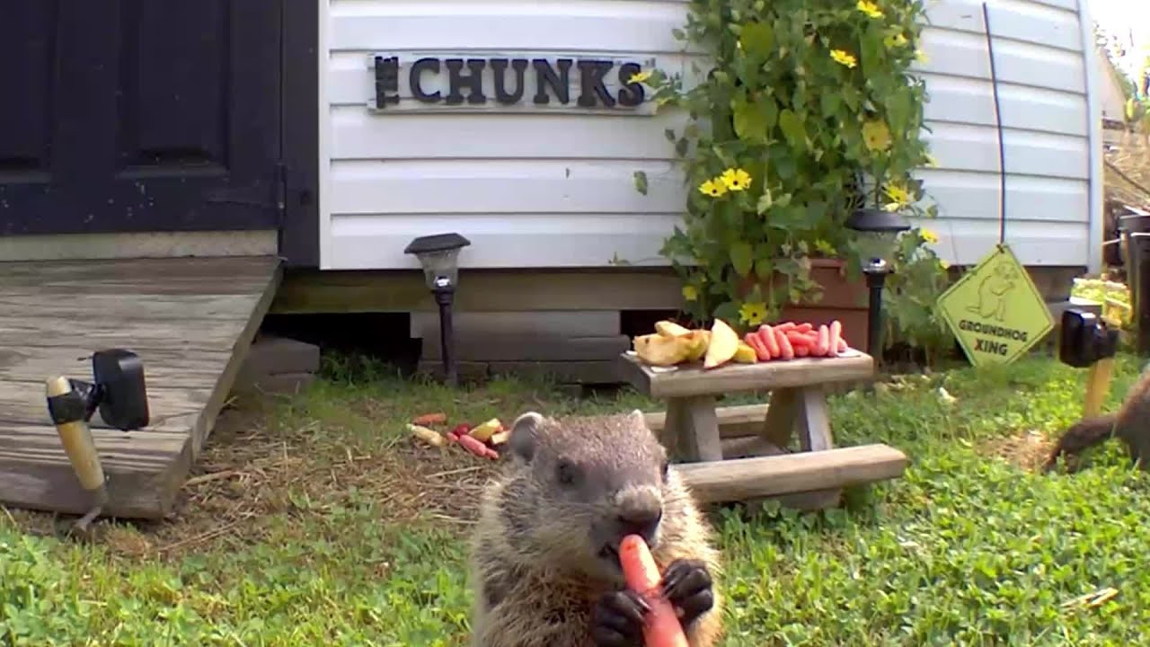 Baby Niblet Welcome To Chunk Land!