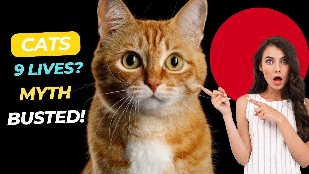 Do Cats Really Have 9 Lives The MYTH Explained!