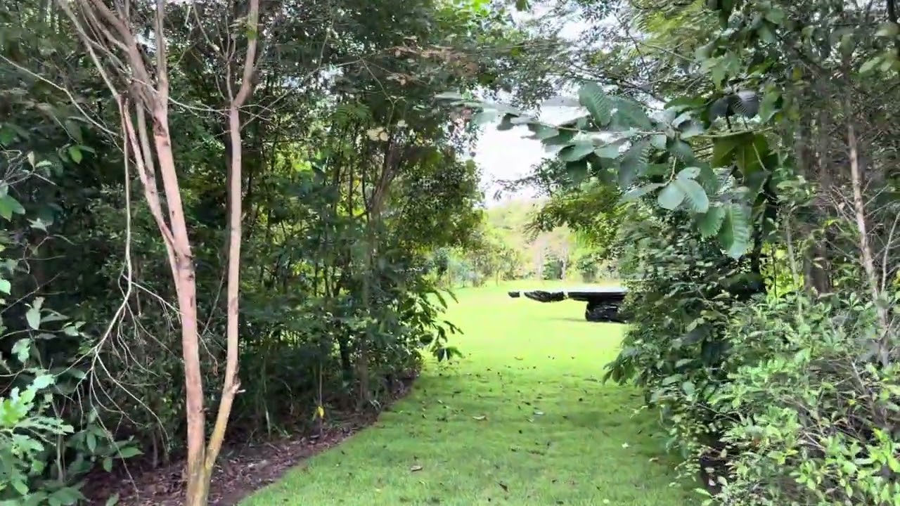 ป่าปลูก3ปีโต10กว่าเมตร | บ้านสวนออนซอนStory