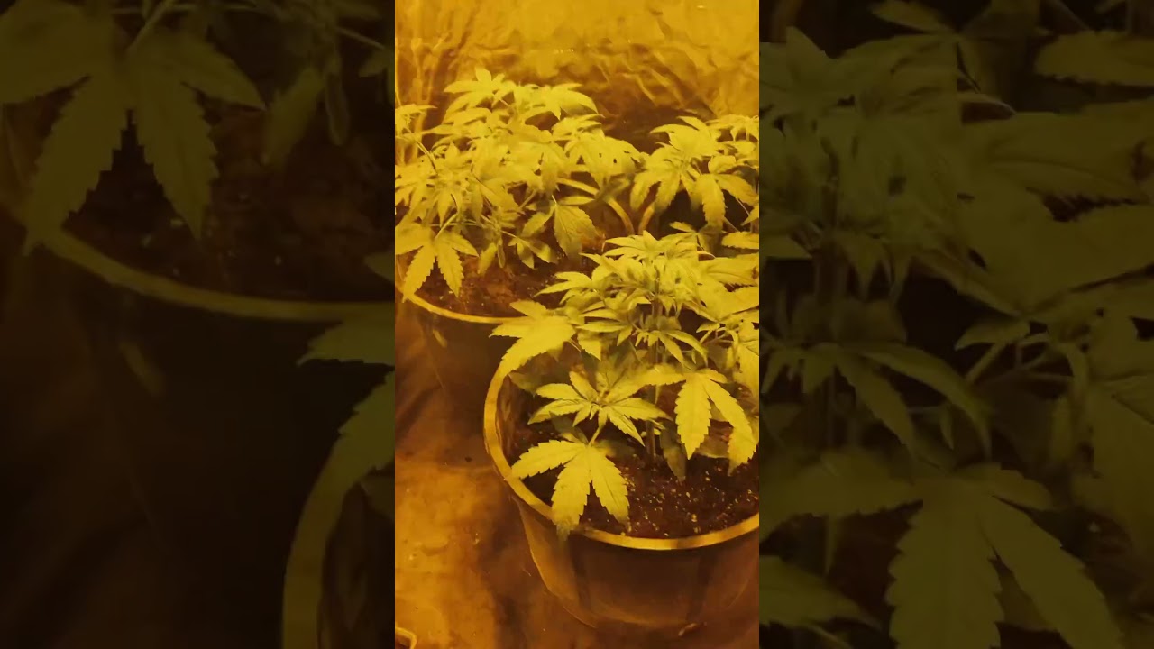 Seguimiento d&iacute;a 24 Souer Glue MedicalSeeds 🍀🍯 #weed