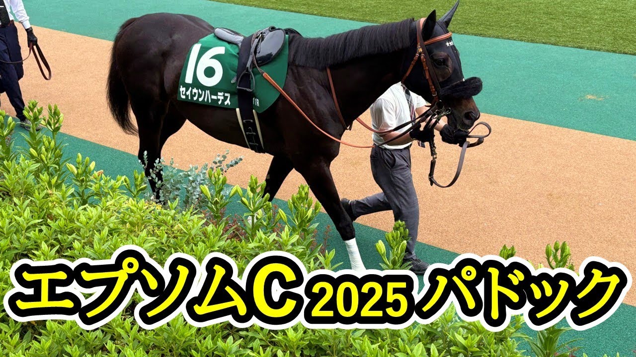 2025年 エプソムカップ | セイウンハーデス | ドゥラドーレス | トーセンリョウ | パドック 現地映像 | 東京競馬場
