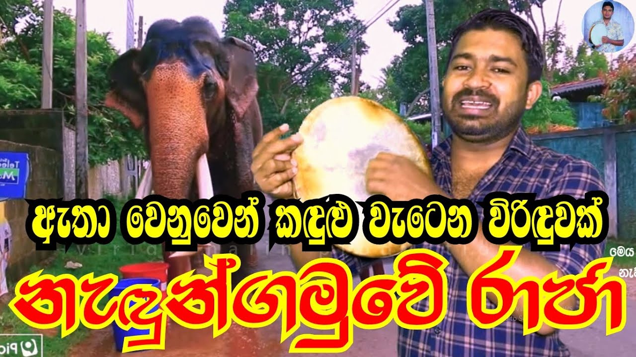 Nadungamuwe raja atha නැදුන්ගමුවේ රාජා ඇත්&zwj; රජු උපහාර
