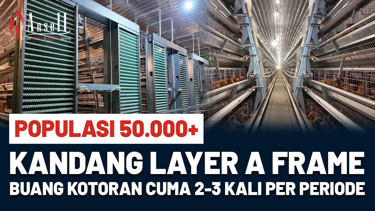 LAYER A FRAME! Kandang Ayam Petelur Pengelolaan Kotoran Super Efisien!