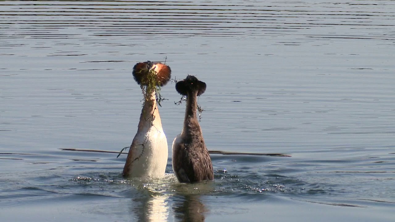 Great crested grebes courtship dance | WWT