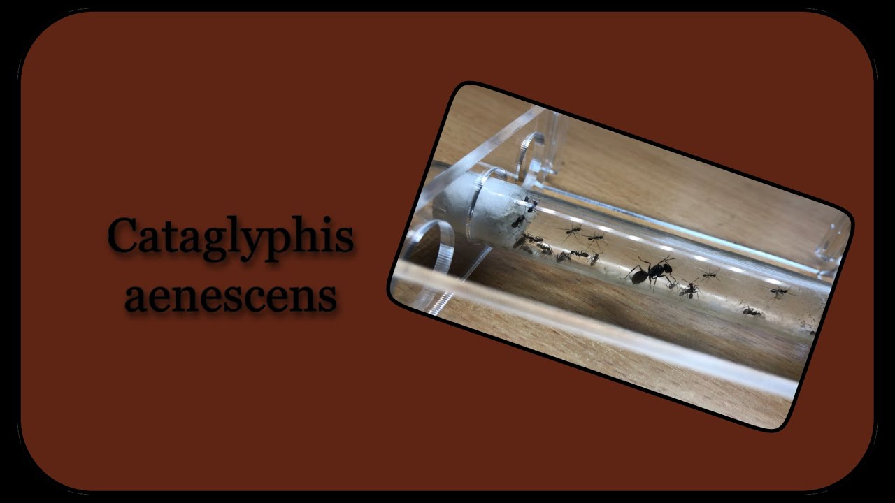 Начало блога Cataglyphis aenescens // 8