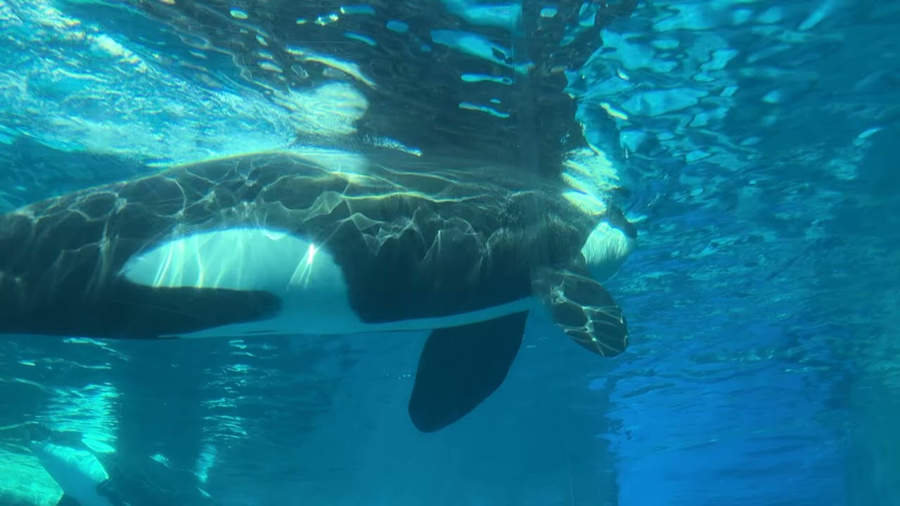 アースくんアーカイブ　アースくん、リンちゃんゆったり泳ぐ　名古屋港水族館　2025.2.23（日）　シャチ　Orca