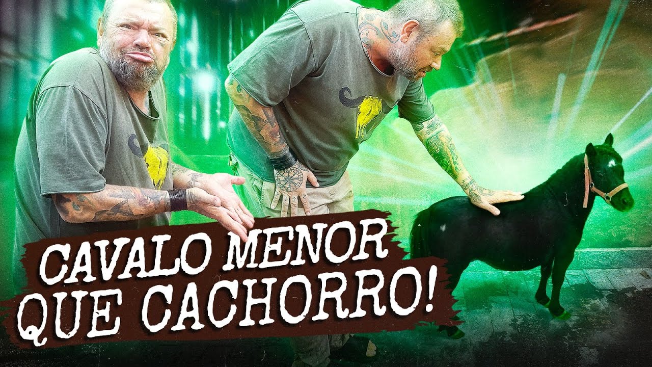 O MENOR CAVALO DO MUNDO! | A CASA DOS BICHOS
