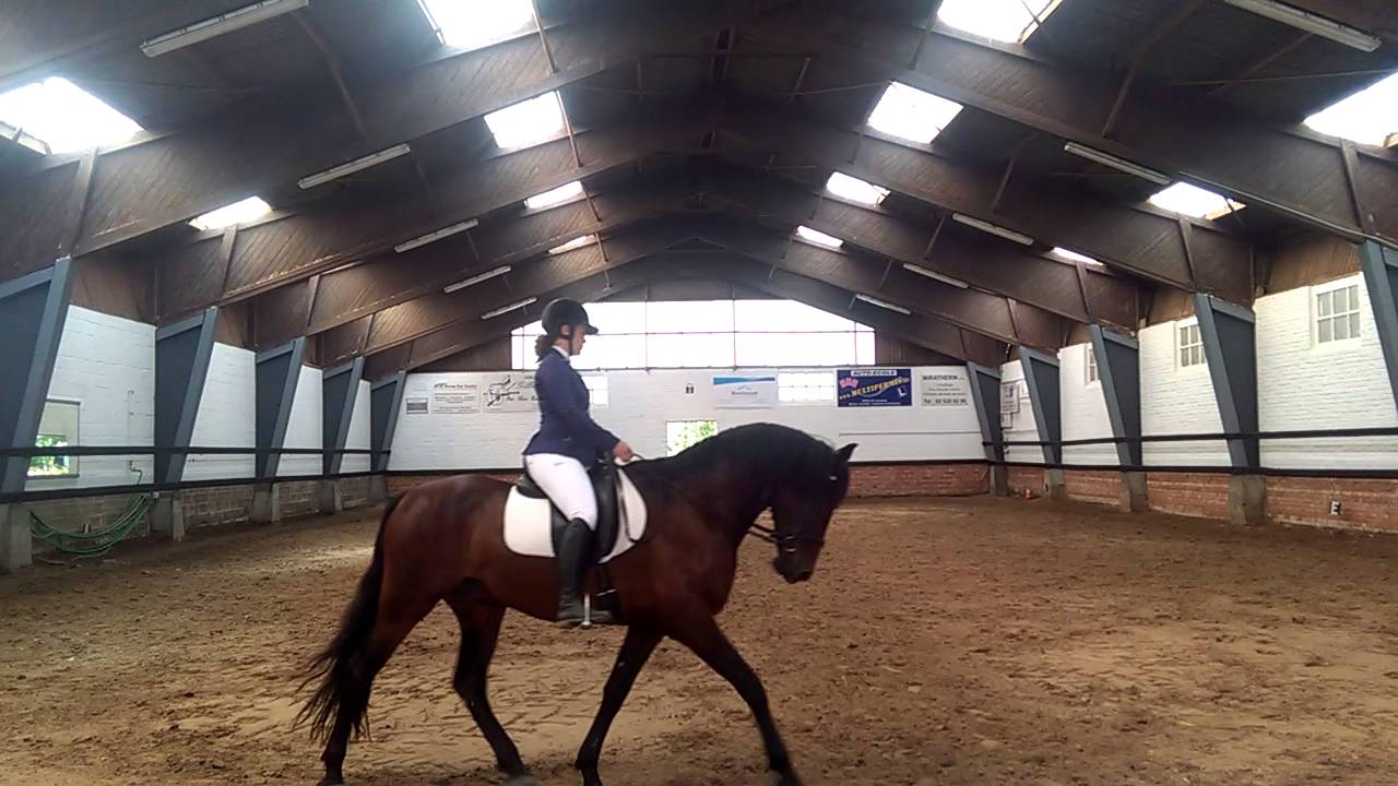 Sueño : premier degré (dressage)