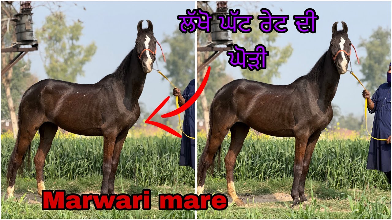 ਲੱਖੋ ਥੱਲੇ ਰੇਟ ਆ ਘੋੜੀ ਦਾ ਤੇ ਮਾਰਕਾ ਪੂਰਾ ਟੋਪ ਦਾ 