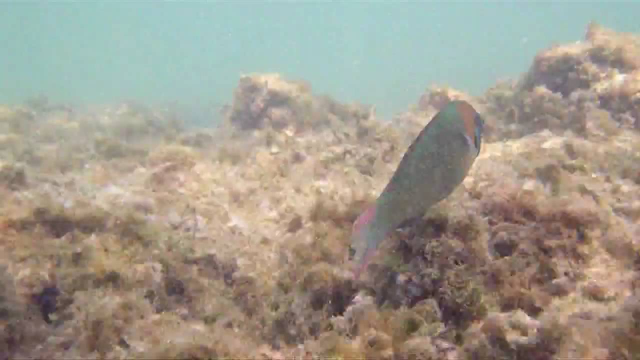 Pentax Optio W80 Underwater Test Footage - Waikiki Beach Honolulu Hawaii
