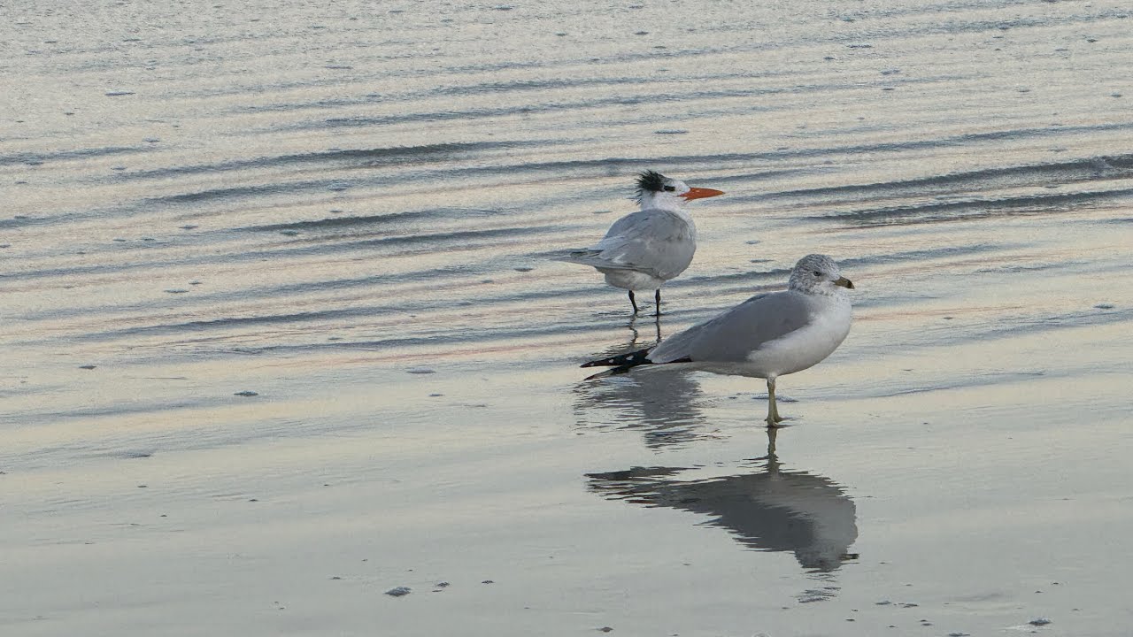 Relaxing Walk On New Smyrna Beach With Ocean Sounds | ASMR No Talking