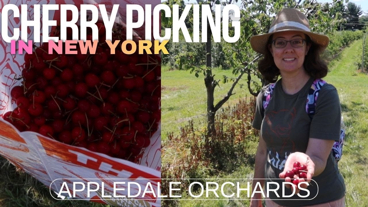 Picking cherries for canning and freezing | North Country New York