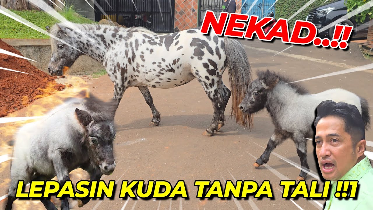 LEPASIN JULIETTE DAN PITRI TANPA TALI..!!! AMAN GAK ?!! DAG DIG DUG GUE...