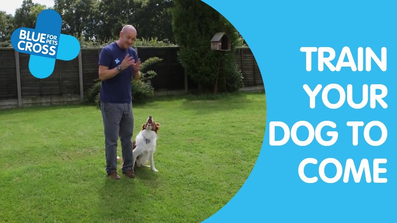 Dog Recall Training | Dog Trainings Tips | Blue Cross