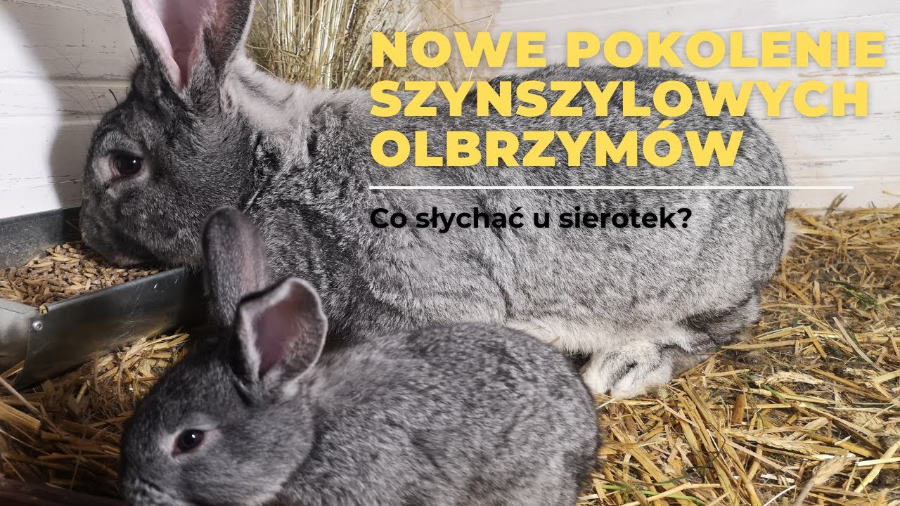 Młode olbrzymy szynszylowe. Co u nich słychać? #22