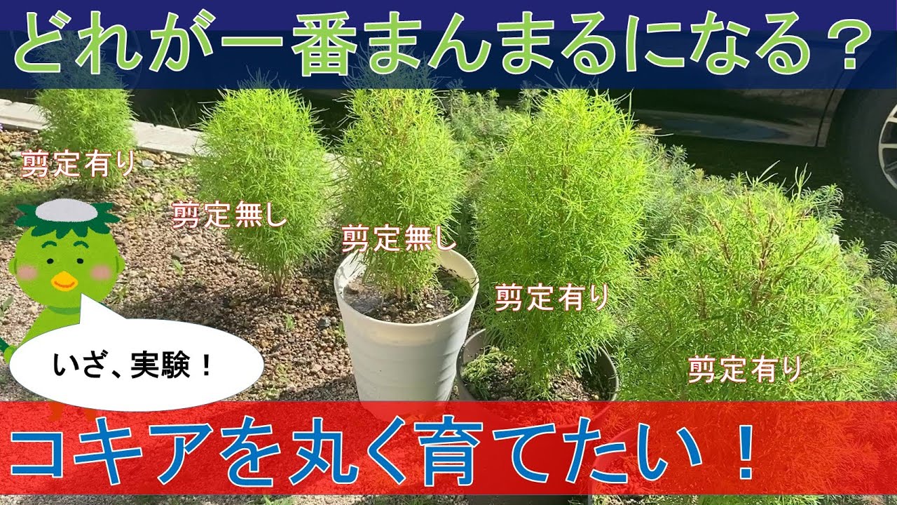 【検証】コキアを大きく丸く育てる方法（前編）【ガーデニング初心者】