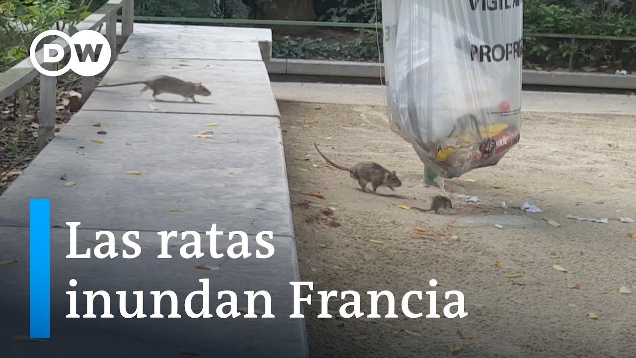 Plaga de ratas en Estrasburgo| DW Enfoque Europa