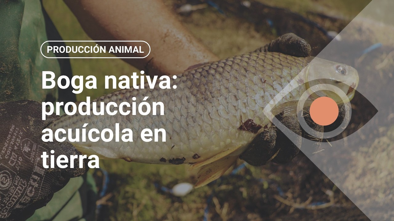 Boga nativa: producción acuícola en tierra