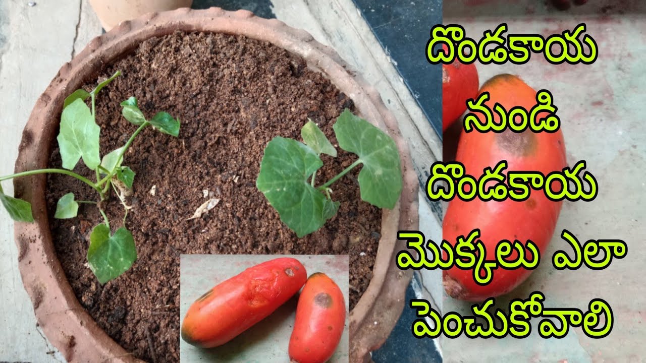 How to grow lvy gourd from seeds/దొండకాయ నుండి దొండకాయ మొక్కలు ఎలా పెంచుకోవాలి