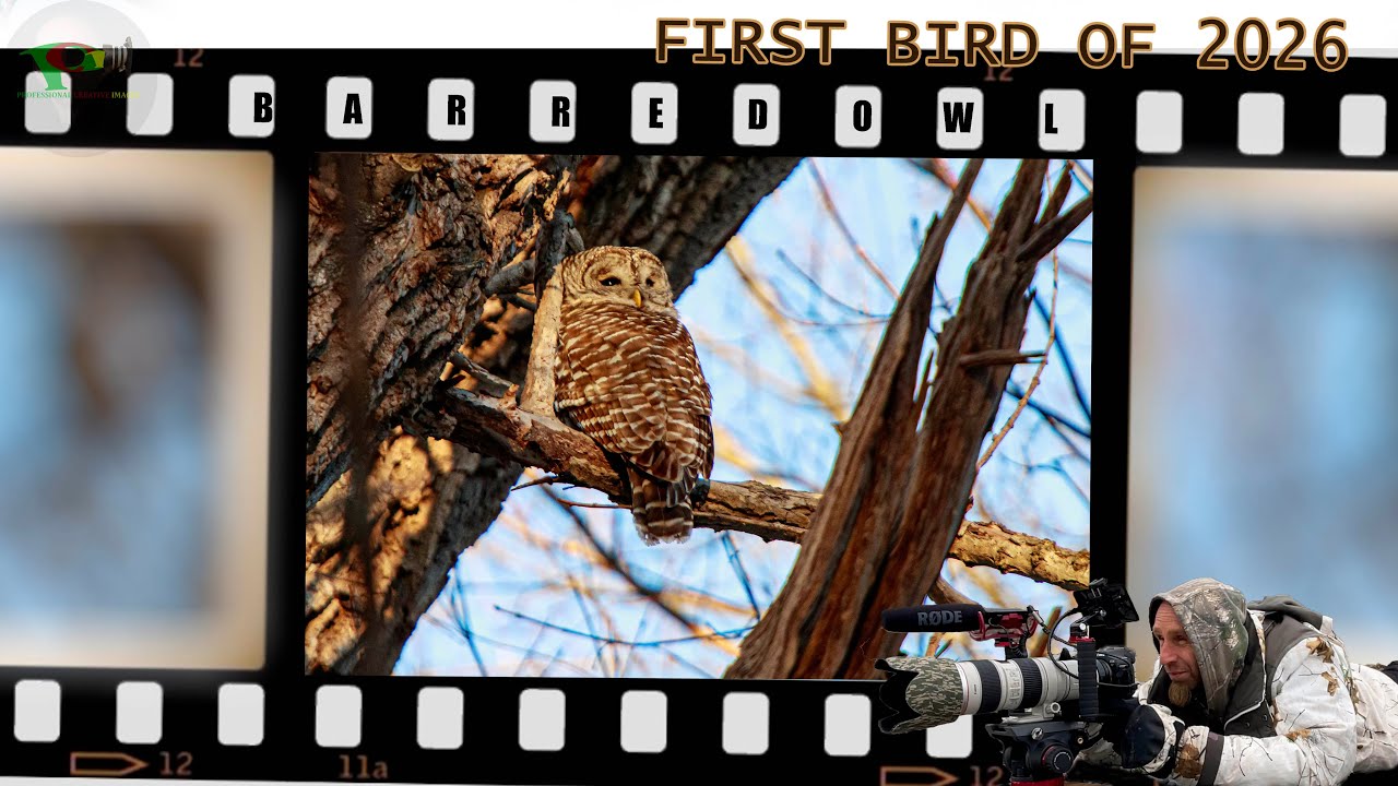 First Bird of 2026-Barred Owl