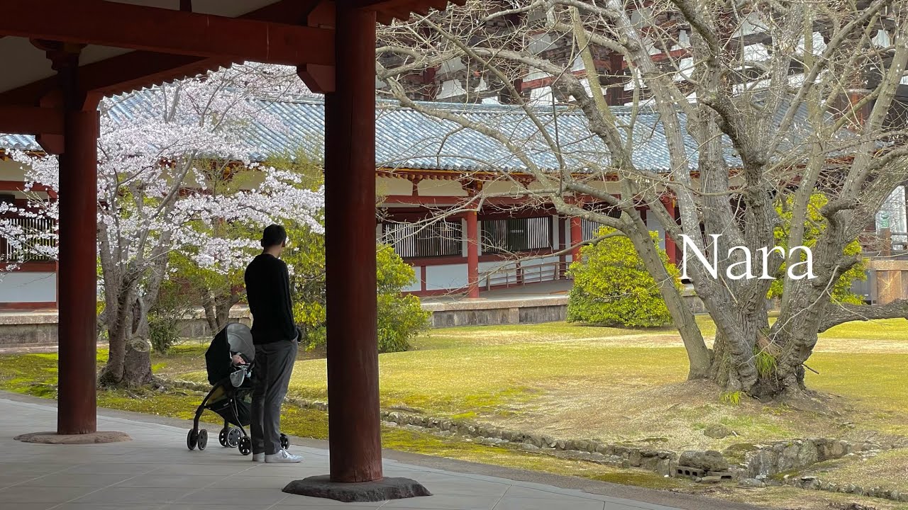 Sakura season in Nara🇯🇵 Great Buddha, Todai-ji Temple and 1233 Deers