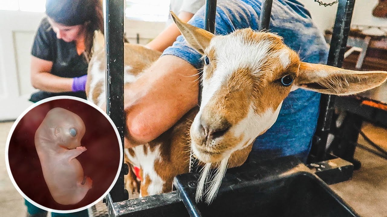 Breeding our MINIATURE goat (with Artificial Insemination) PART 1