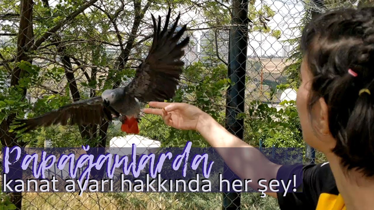 Papağanıma Kanat Ayarı Yaptırmalı Mıyım? | Kanat Ayarı Hakkında Her Şey!
