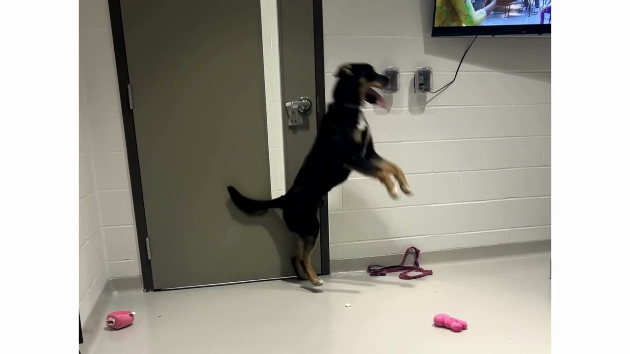 Dog rehab program transforms Porter from frightened to flourishing