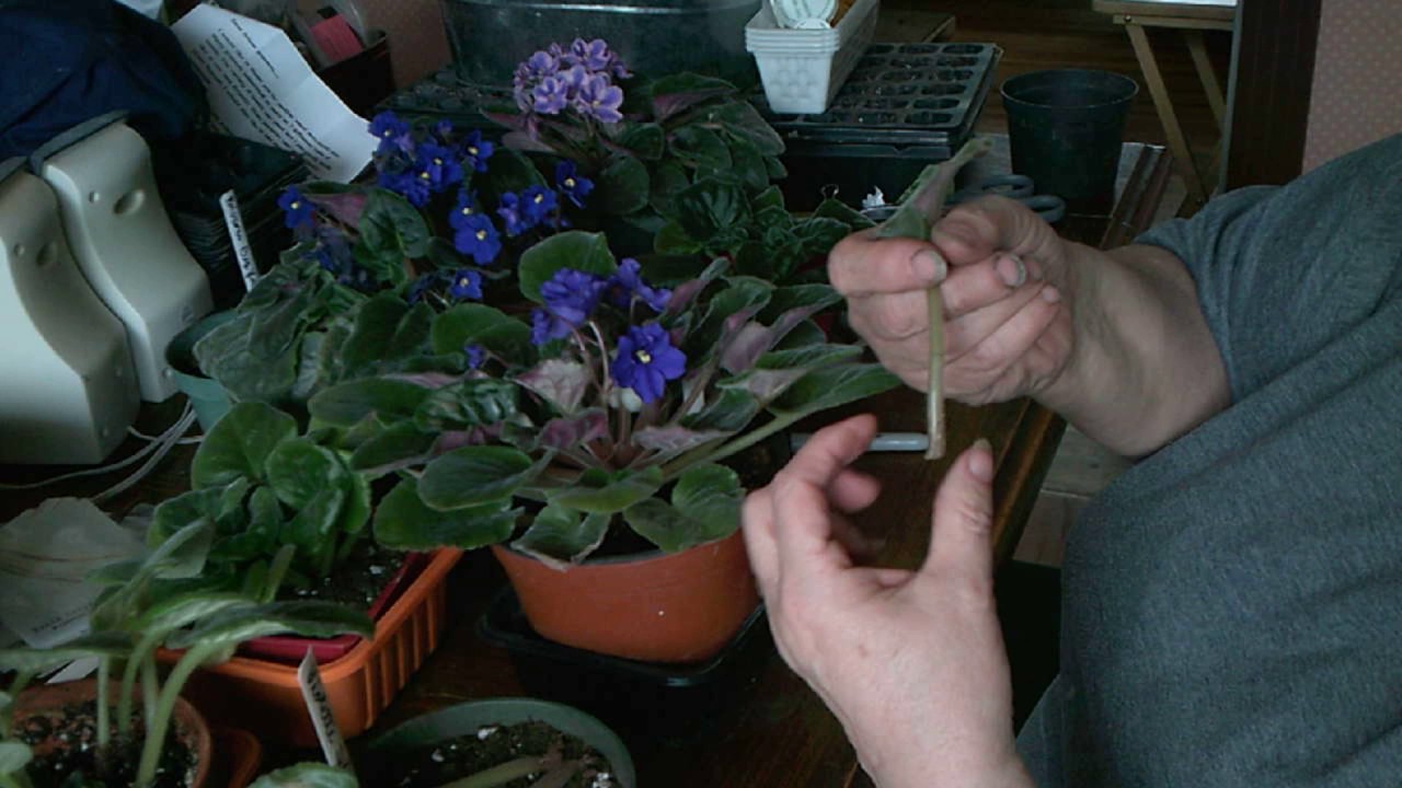 Comment faire des boutures de violettes africaines