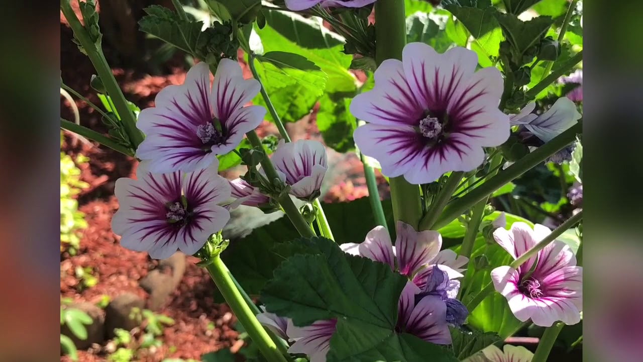 MY GARDEN, SUMMER 2018!