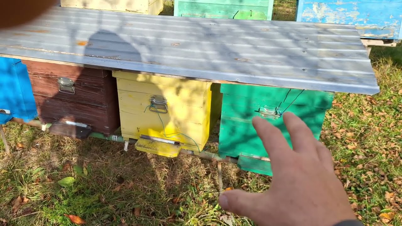 Cum sa mutam stupii pe aceiasi vatra ?