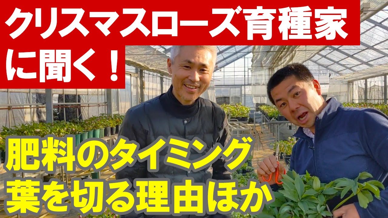 クリスマスローズの育て方 素朴な疑問に全部答える！ 肥料 植え替え 葉を切る 根詰まり