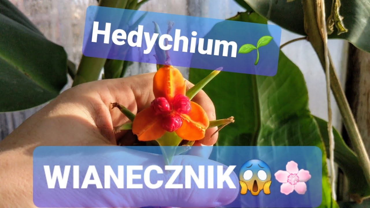 Wianecznik, Hedychium, nasiona, strata ciepła w szklarni przez sylikon, wyciągający sie ensete #1272