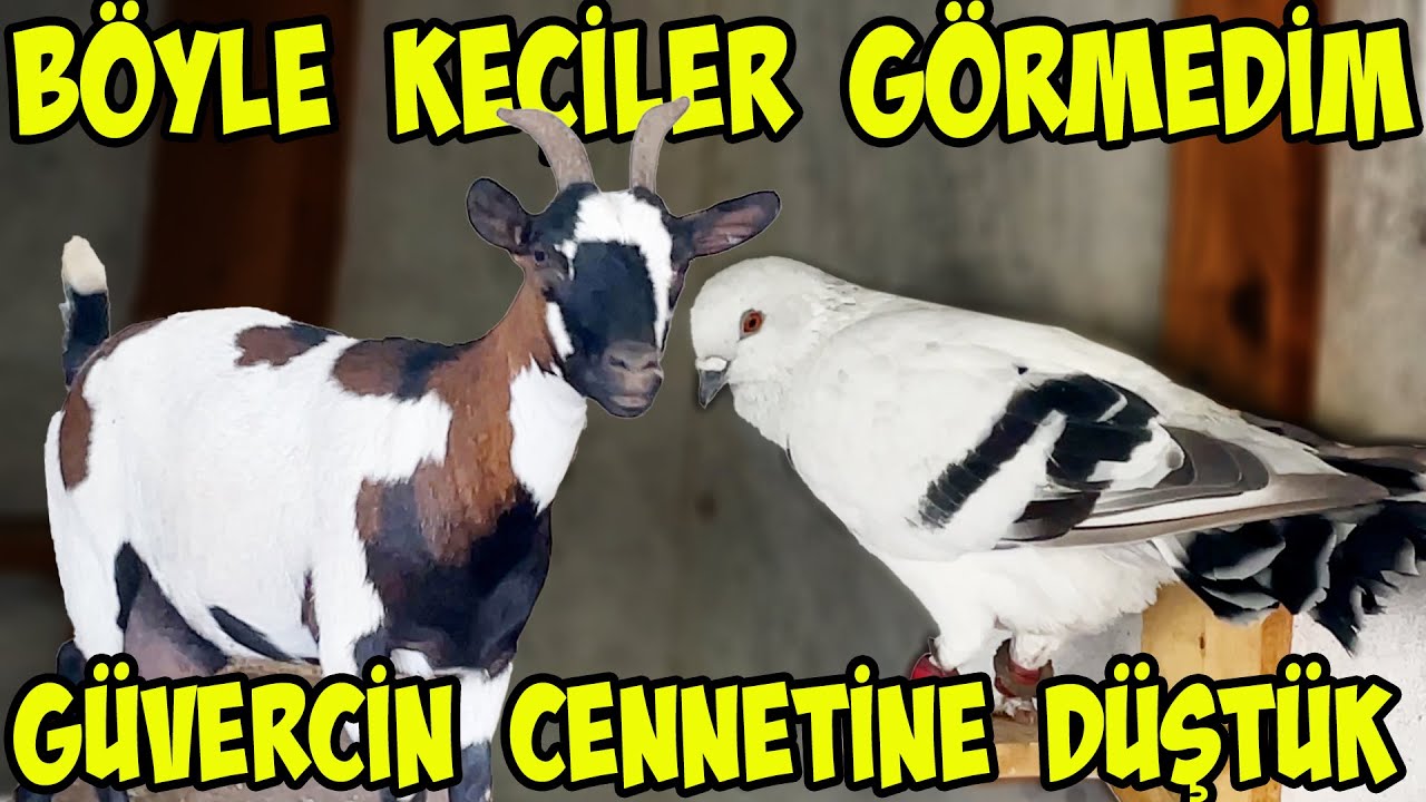 Yeşil Vadiye yemeğe gittik böyle cins keçi ve güvercinleri ilk defa gördük