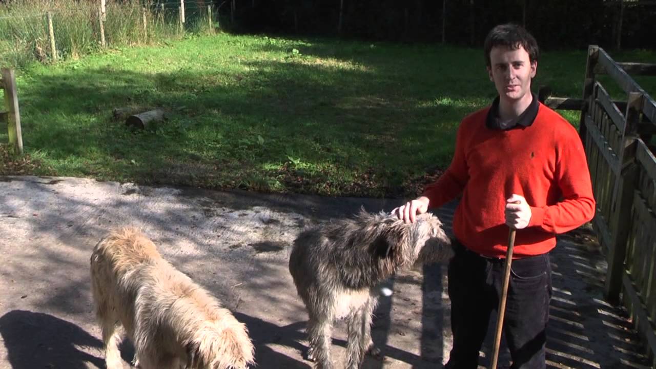 The Kerry Bog Village and their Irish Wolfhounds