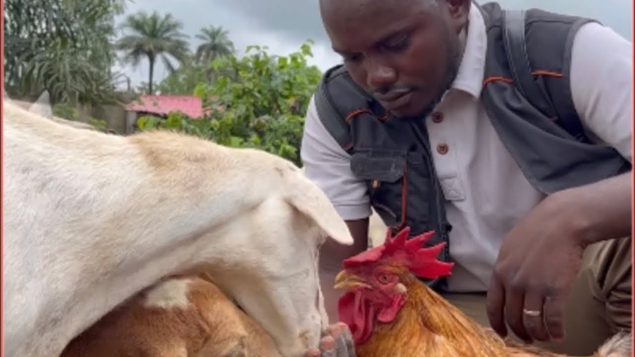 Guinée  🇬🇳: à la rencontre de Amadou Tidiane BARRY, âgé de 26 ans qui évolue dans l’agro-pastorale