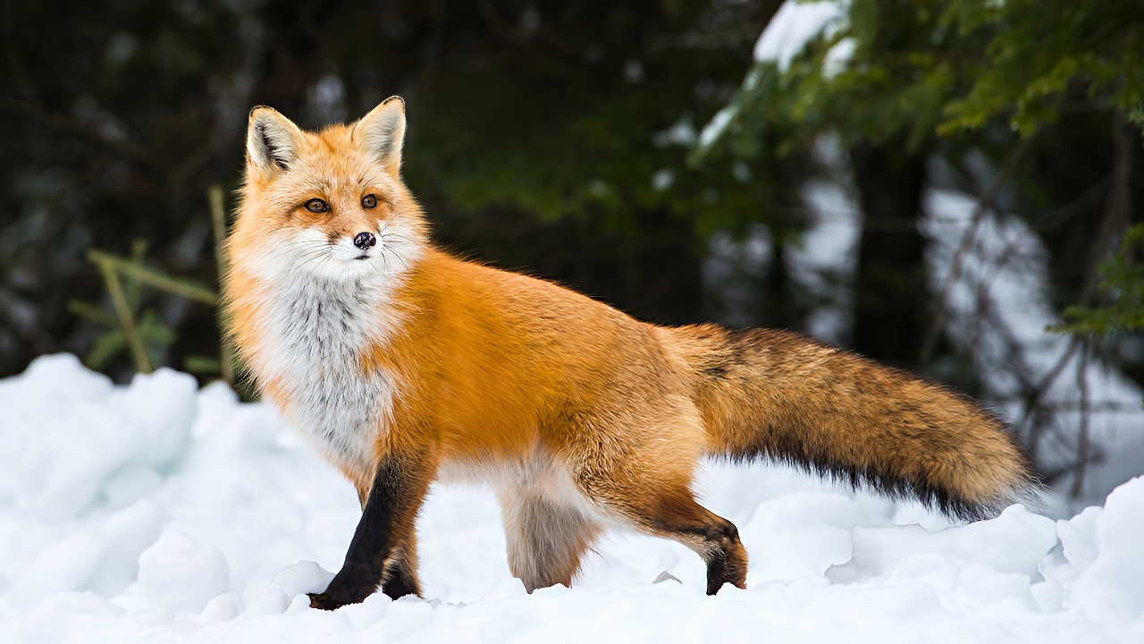 Насколько умны рыжие лисы 🦊? Развенчание самых распространенных мифов о лисах.