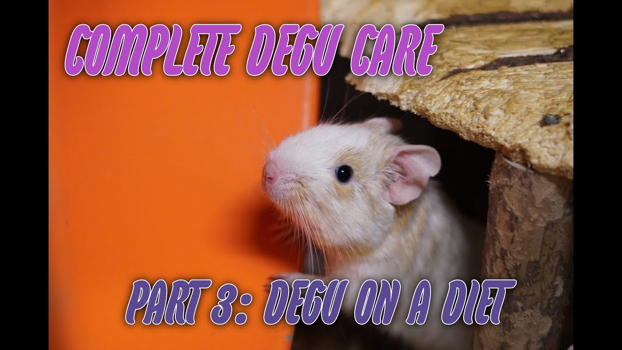 Complete Degu Care Part 3 - Degu on a Diet