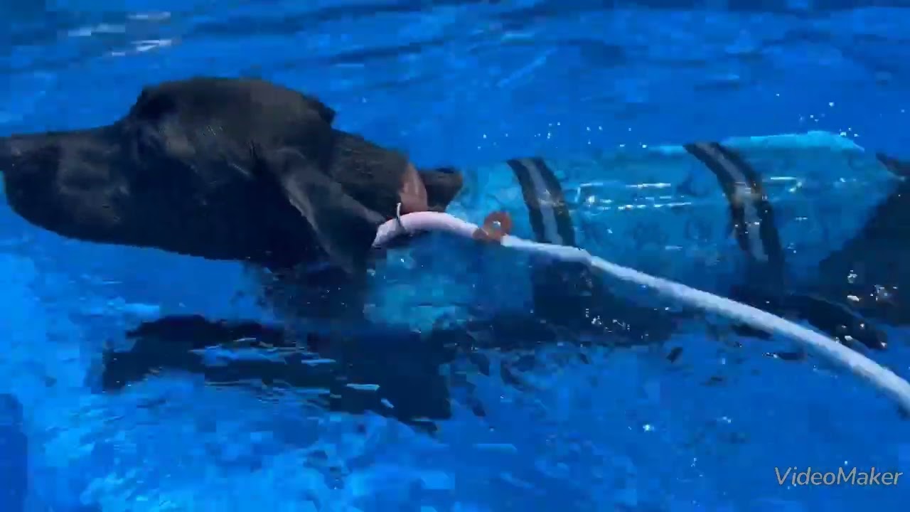 Meiya tries swimming for the first time . She is a pitbull mixed with formosan mountain dog :)