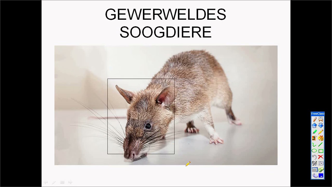 Graad 7 Nw Kwartaal 1 2021 Gewerwelde Diere Deel 2