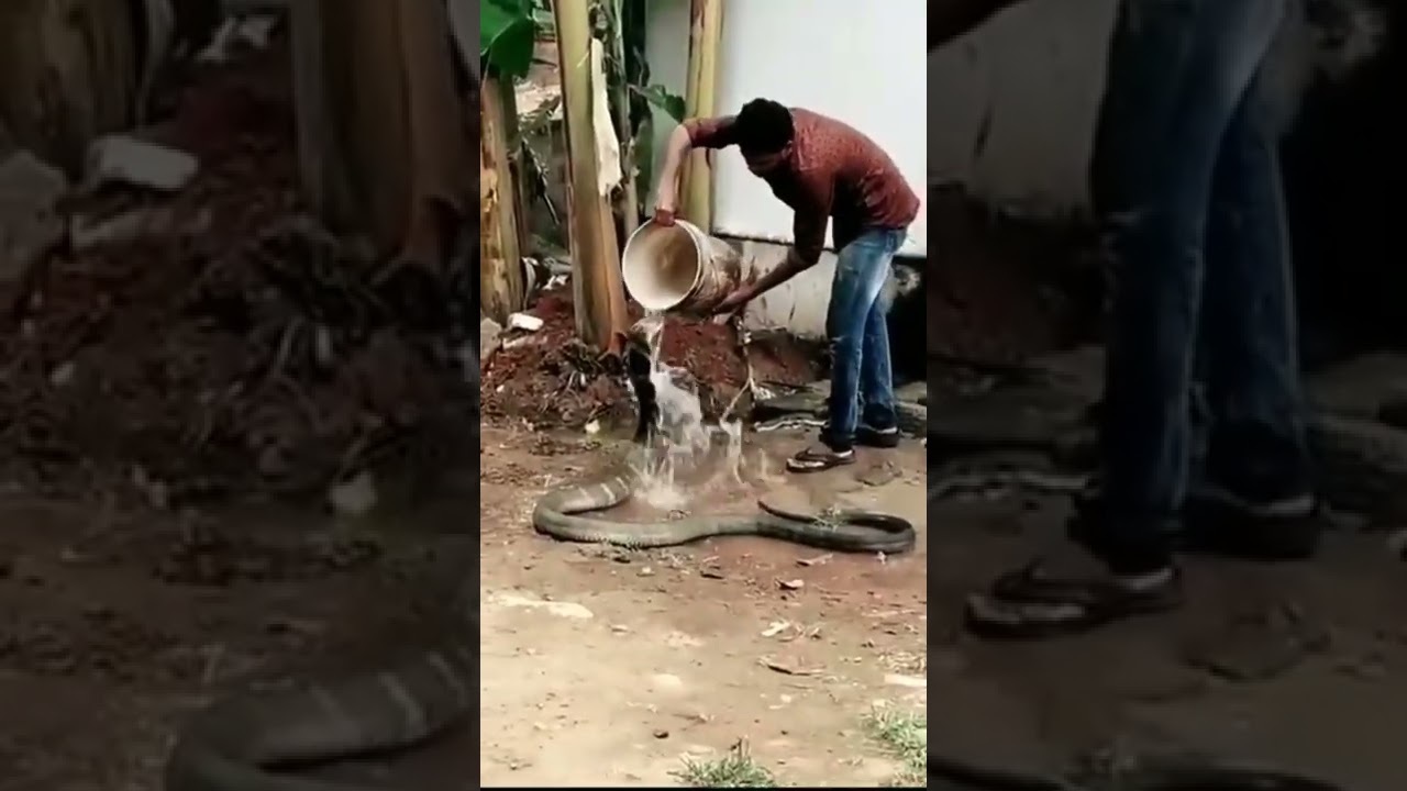 King Cobra Very Big Size 🐍🙄😳😲🧐🐍👍
