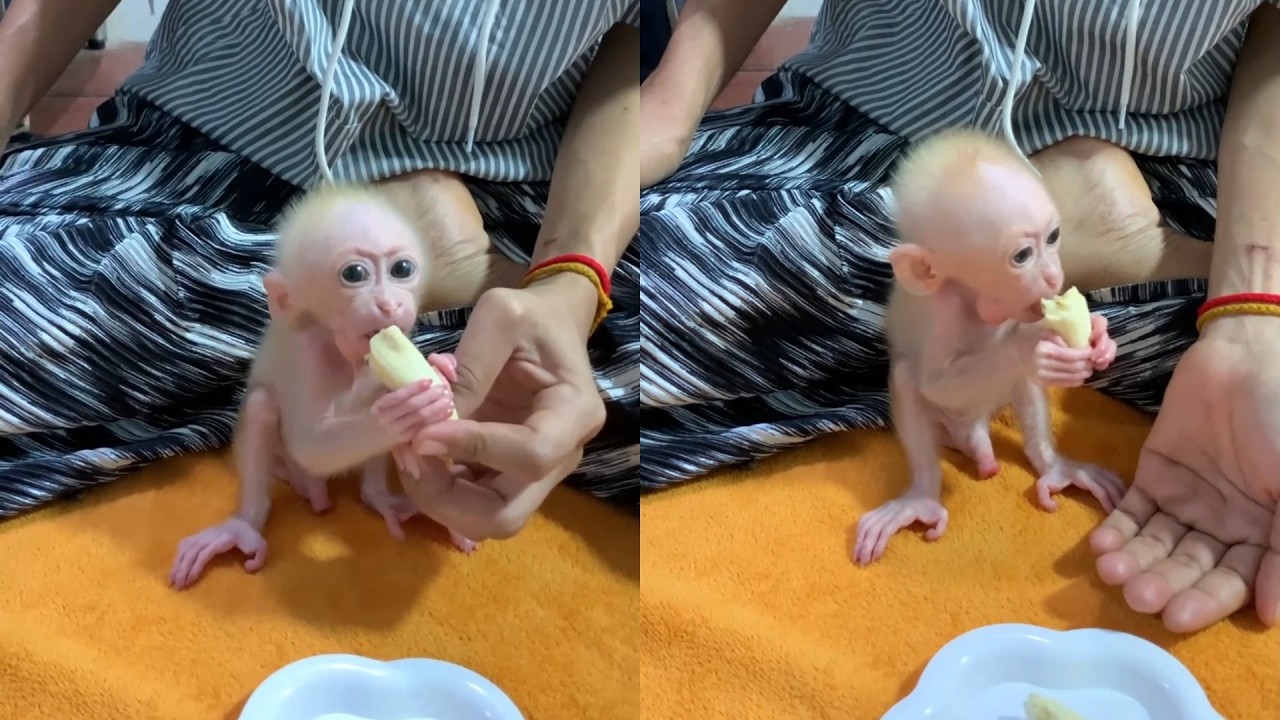 So Tiny! Sweet Newborn Monkey Holds Their Own Fresh Fruit Snack 🐒